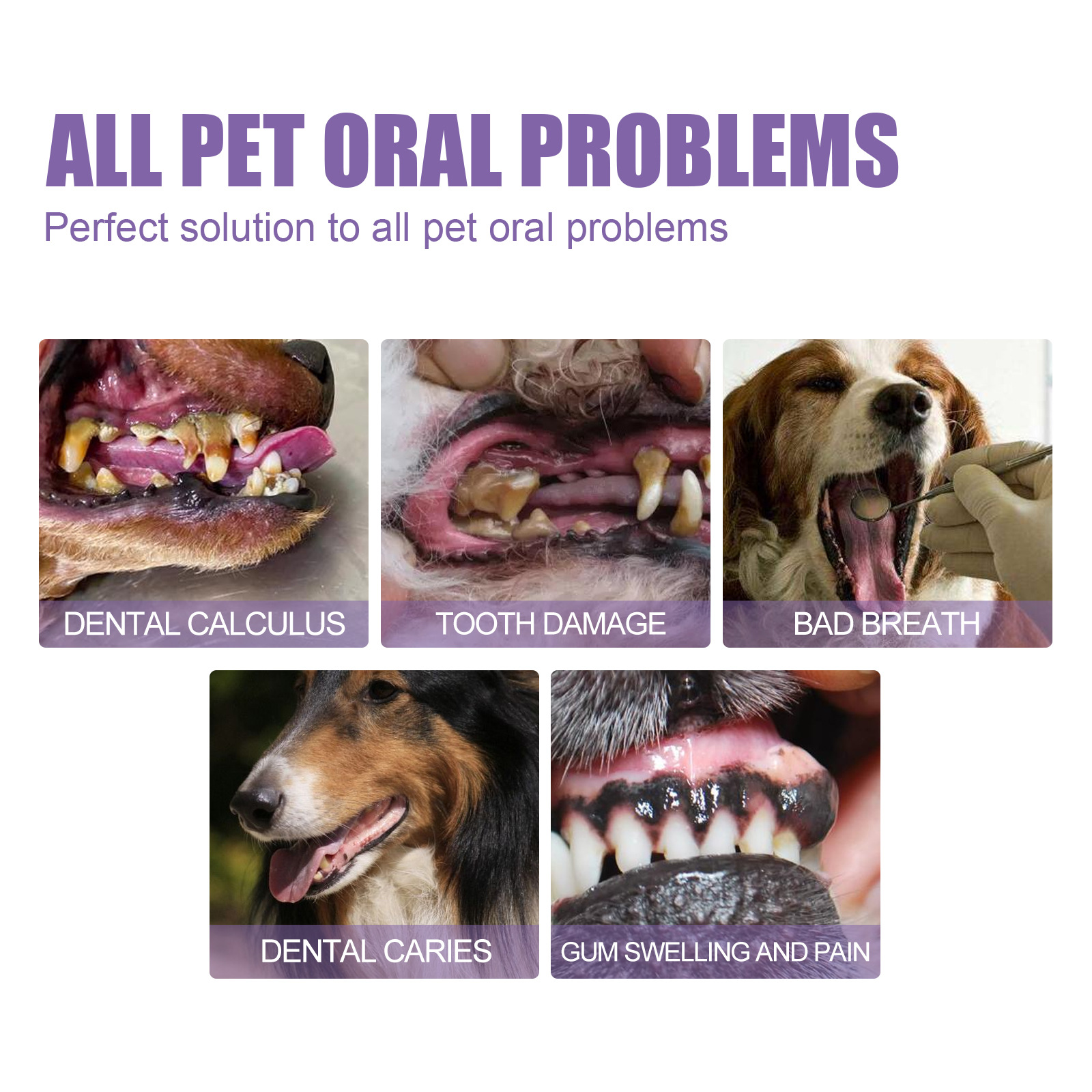 Pet Oral Repair Gel Welpen Zah – Teeth Whitening Q&M Bewertung und Preis